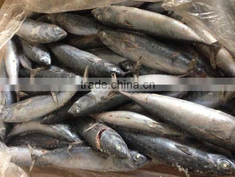 Sea Frozen Bonito Tuna