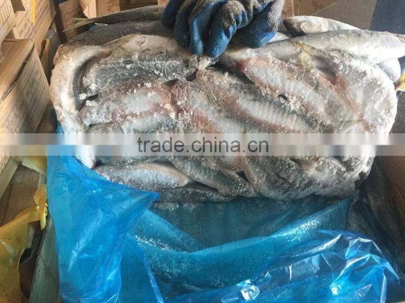 Land frozen fresh BQF size 100-200g pacific mackerel ( scomber japonicus )