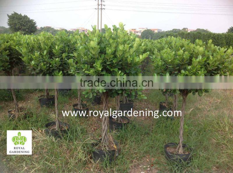 Ficus panda braided ( twisted ) nursery high 1.1m