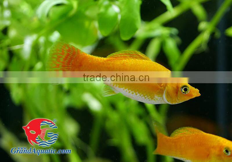 Snow white Sailfin Molly fish for freshwater aquarium tank