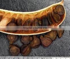 High Grade Senna pods and Senna Leaves