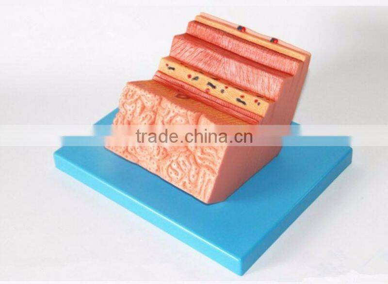 The human stomach amplification hierarchy model of gastric digestive department special amplification model