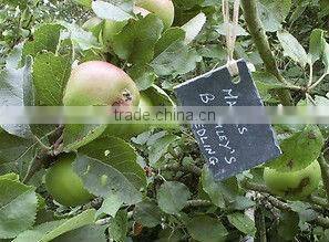 Garden Decoration Natural Slate Garden Plant Marker 6pcs/sets