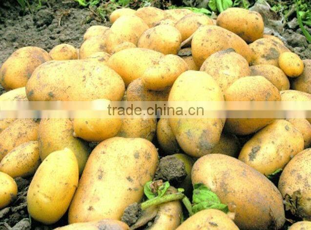 2013 new crop fresh potato(mesh bag)