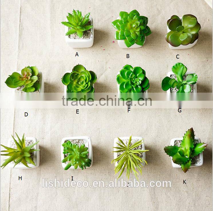 Export Succulent Plants Artificial Succulent Plants Bonsai Succulent Plants
