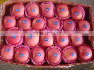 Yantai red fuji apple