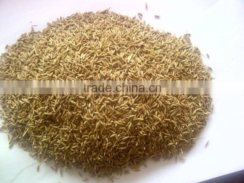 fresh cumin seed