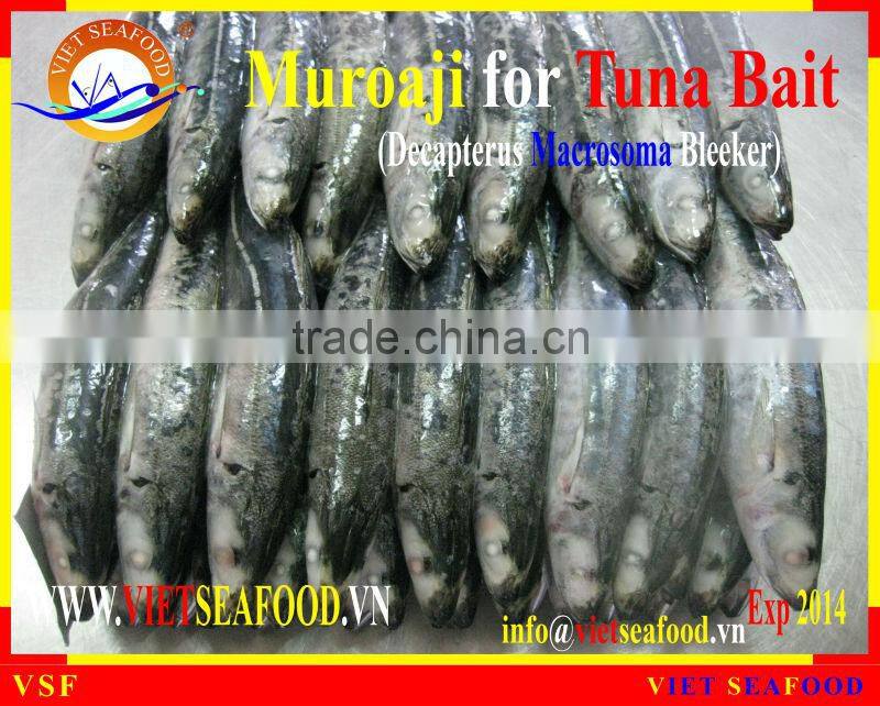 FROZEN W/R MUROAJI FOR TUNA BAIT