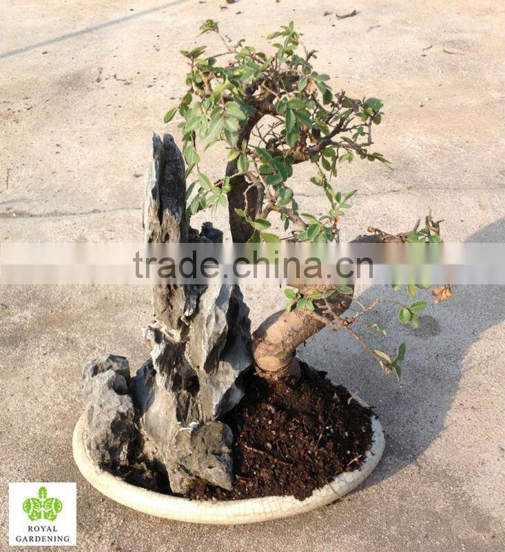 Ulmus ( Chinese Elm) bosnai with stone