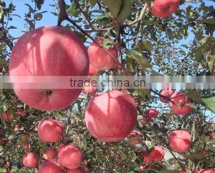 Fresh GREAT A apple gala (hot sale)