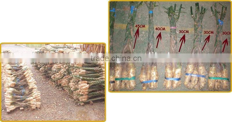 5 braided 60cm pachira aquatica bonsai money tree plant indoor ornamental decorative potted plants nursery