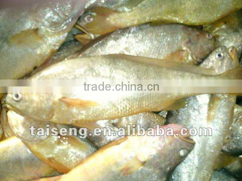 Frozen Fresh Small Yellow Croaker