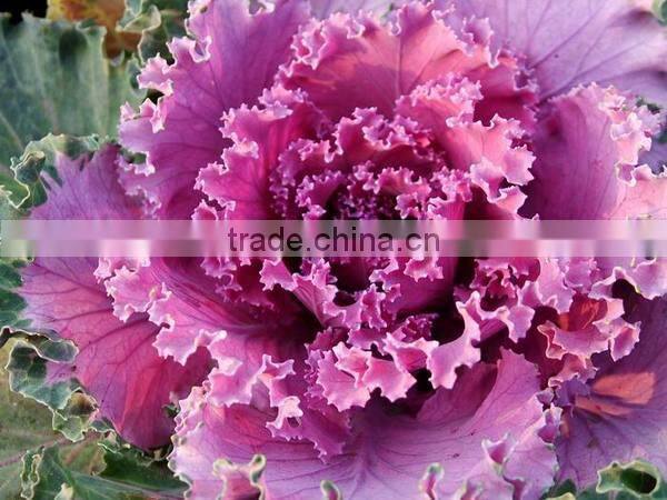 2016 Chinese fresh red cabbage/fresh purple cabbage frozen cabbage