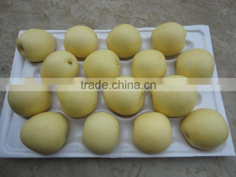 2015 new crop fresh pears bulk purchase