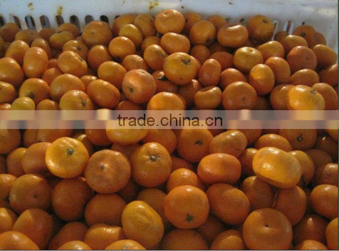 2012 shatang orange top quality without leaf