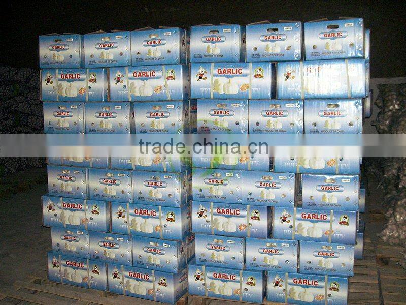 2011 new crop fresh big garlic(mesh bag)