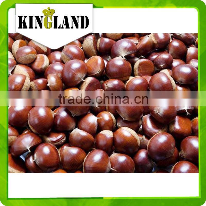 wholesale fresh chestnut