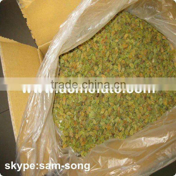 Big Size Sweet Green Raisin Hot Sale