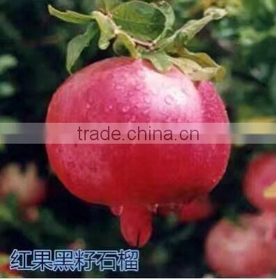 Easy survival pomegranate seedling