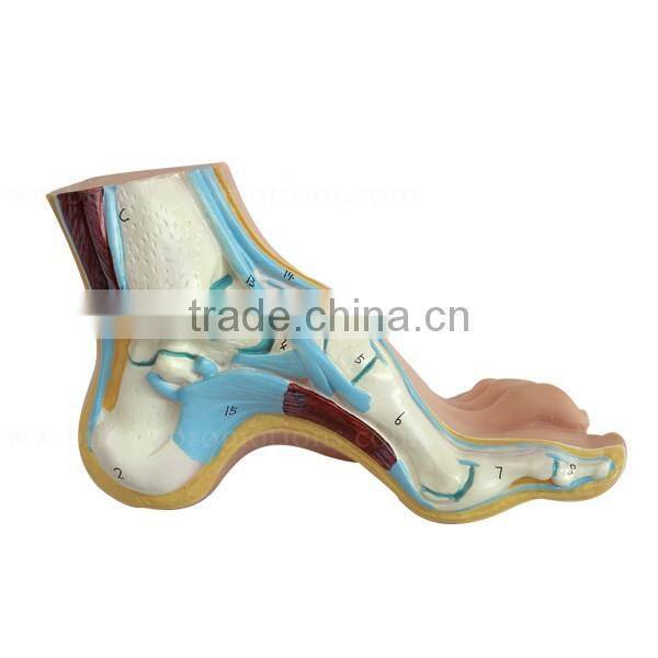 Biological Teaching Aids Education Silicone Foot Model