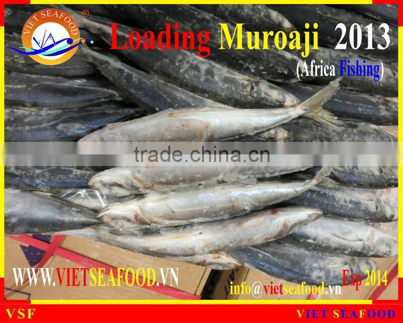 LOADING MUROAJI FOR TUNA BAIT