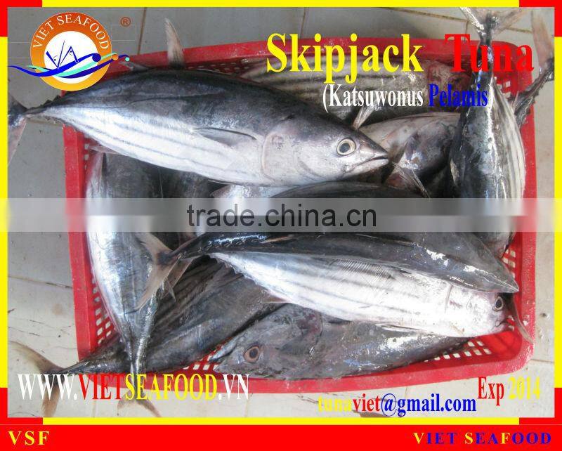WHOLE ROUND FROZEN SKIPJACK TUNA