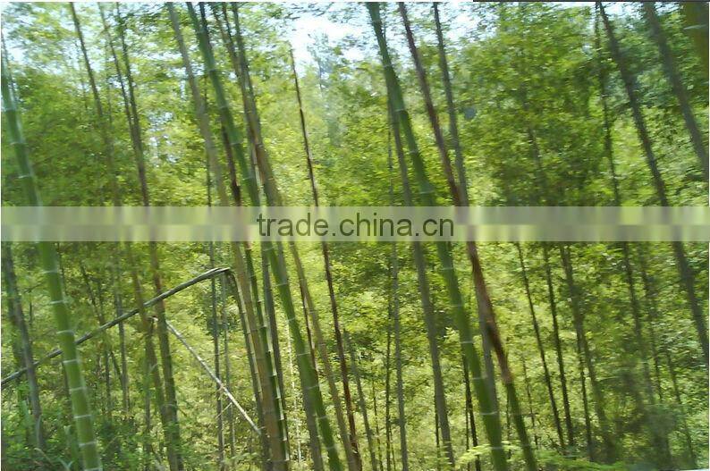 High-quality Bamboo Canes