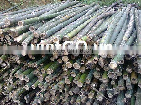 Bamboo curtain pole competitive price and big quantity