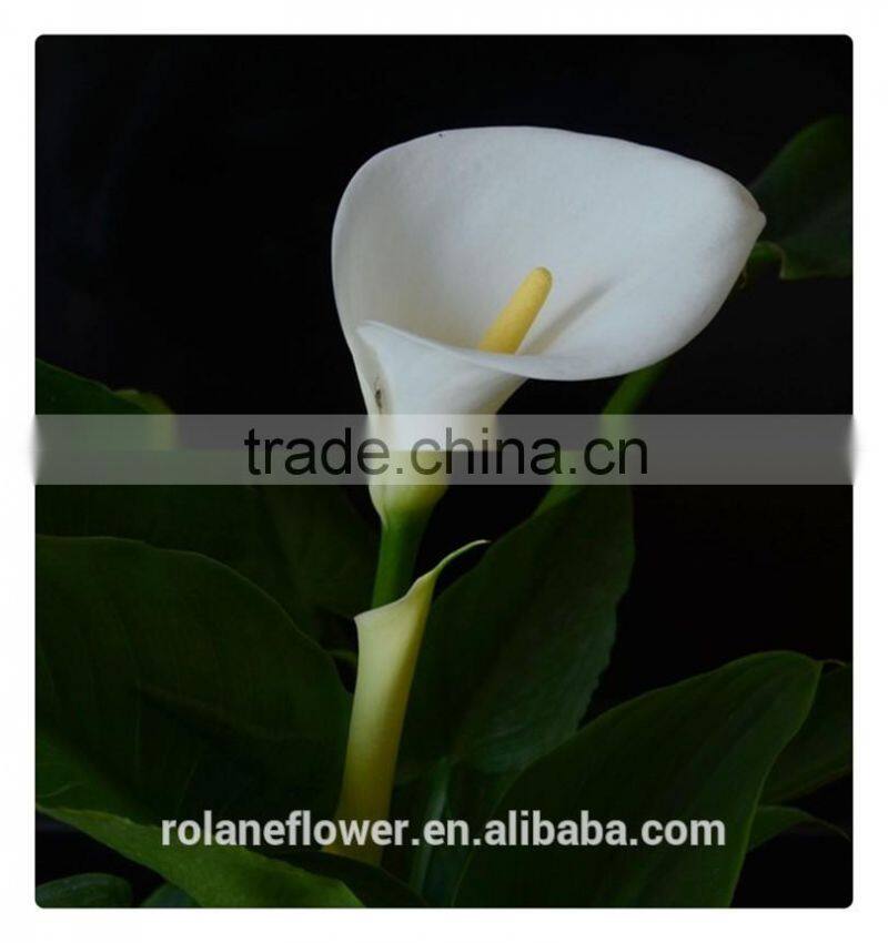 2016 fashion graceful white calla lily flower to express global