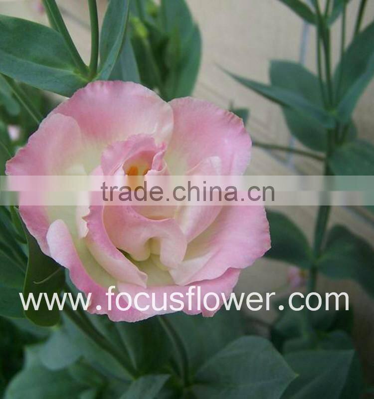 Wide Varieties Fresh Cut Flower Color Lisianthus Purple Lisianthus Flowers From Yunnan, China