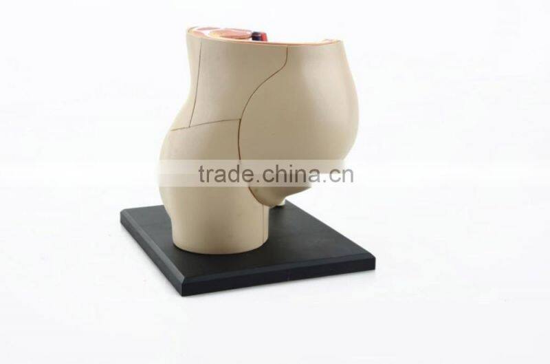 V-HM02 4D MASTER The parent organization of human uterus with the fetus assembled model