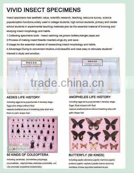 insect specimens,laboratory preserved specimen,50 kinds Chinese butterflies specimen for scientific research, teaching
