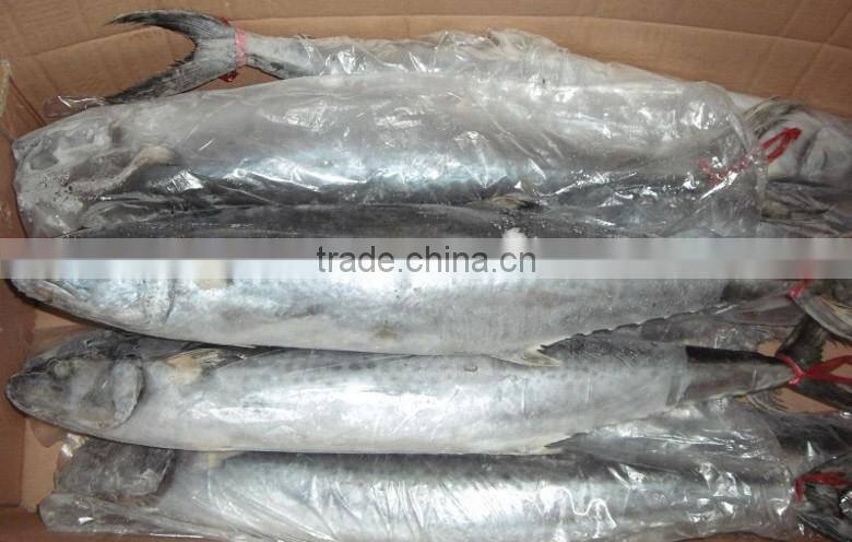 Spanish mackerel W/R for sale