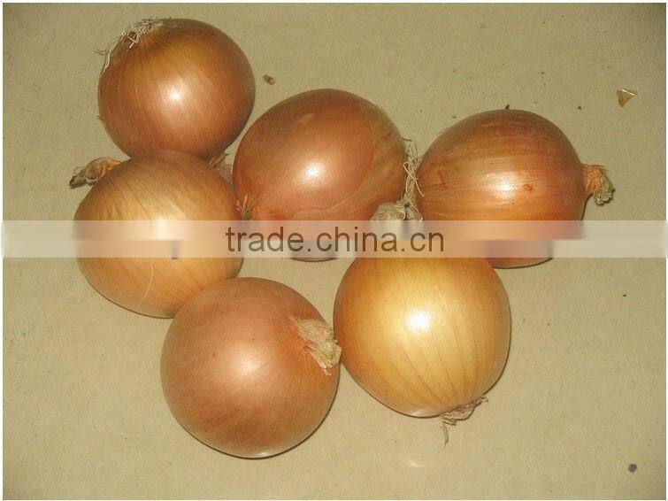 Fresh yellow onion , good quality Gansu origin