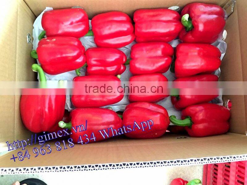 FRESH SWEET PEPPER / BELL PEPPER +84963818434 whatsapp