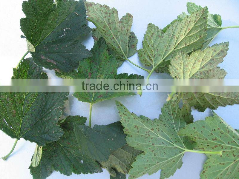 Dried currant leaves