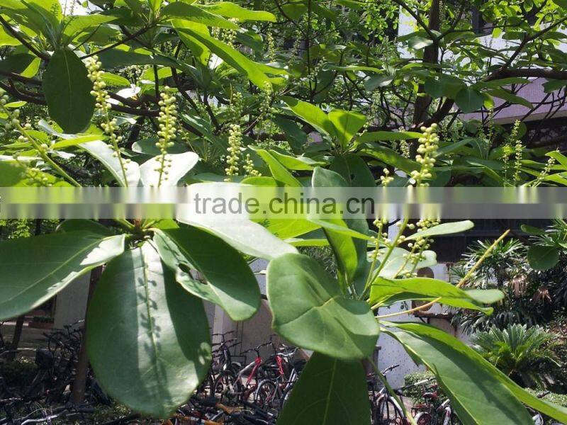 Terminalia catappa L.