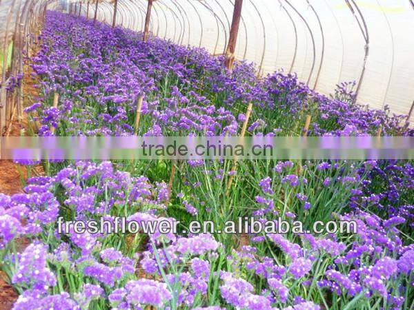 High Grade fresh cut Myosotis sylvatica flowers