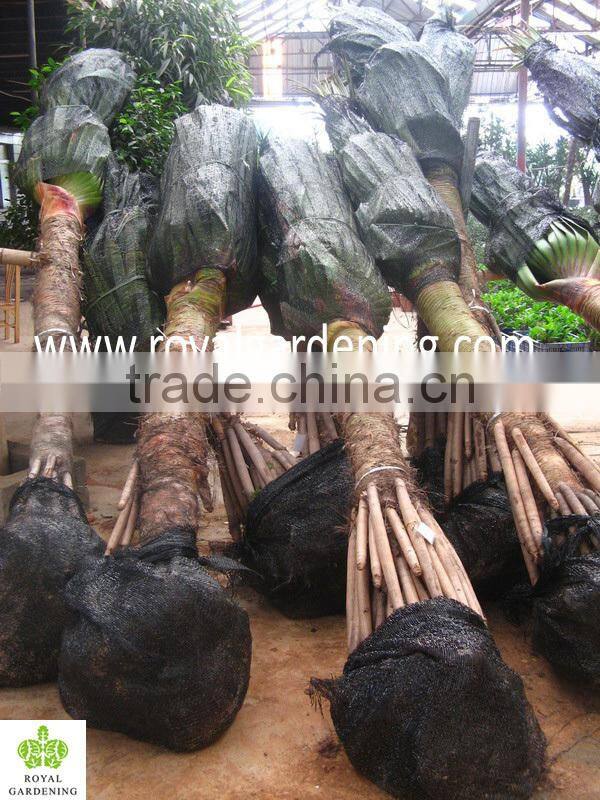 Pandanus utilis, Screw Pine, Screw-Pine