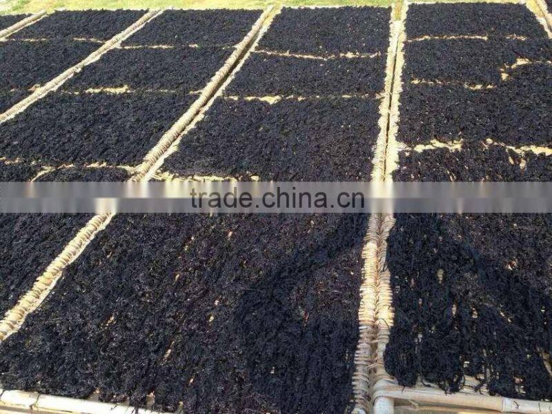 Chinese Seafood Dried Seaweed Laver Nori, Agar-Agar for sale