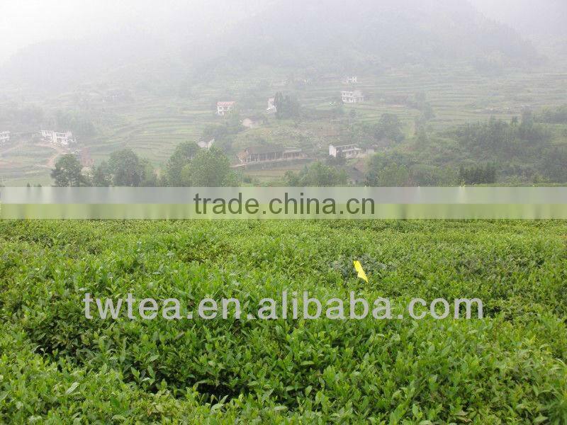 Morocco low price chunmee green tea 9370 tee
