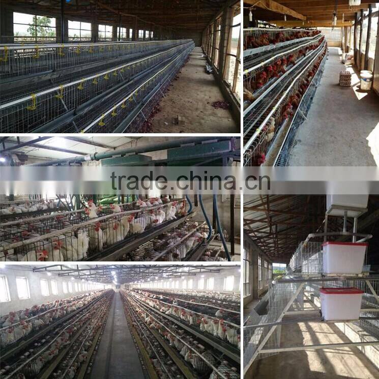 Layer chickens rearing cage A type style for farm