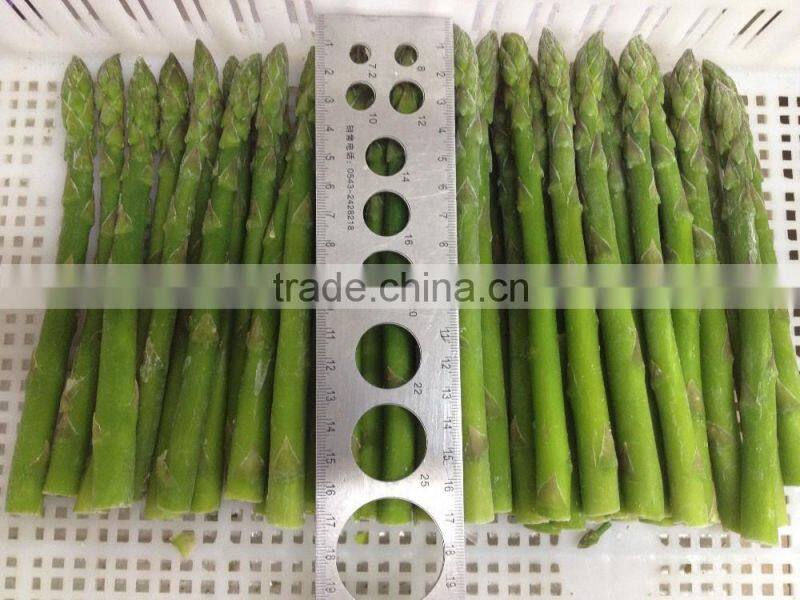 wholesale IQF green asparagus