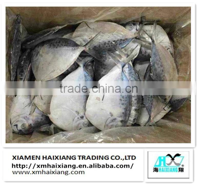 Frozen tilapia fish buyer