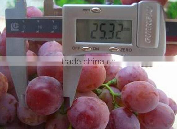 Chinese fresh fruits grape yunnan red grapes