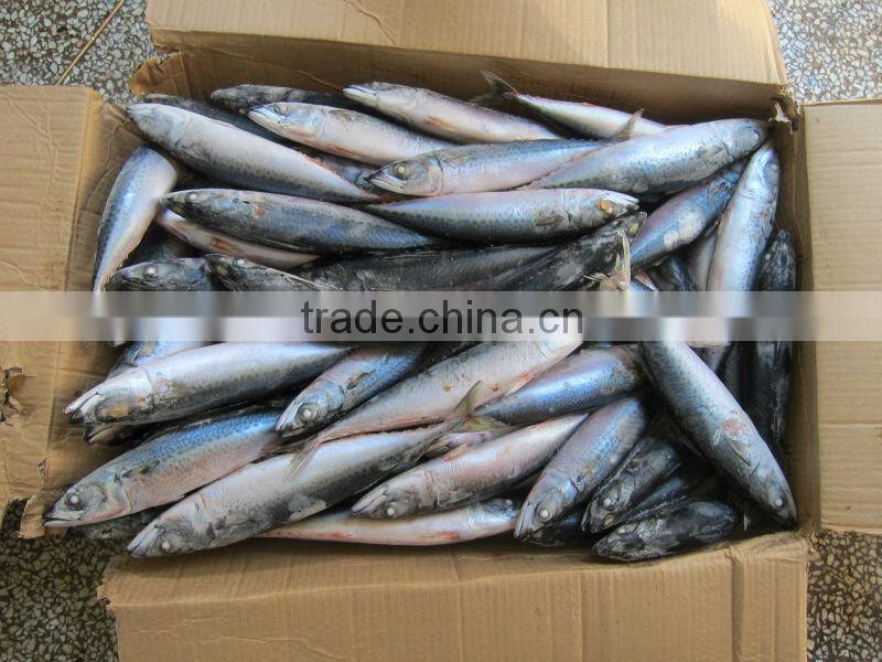 Frozen mackerel