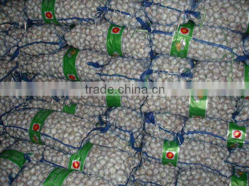 shandong new garlic price of sale