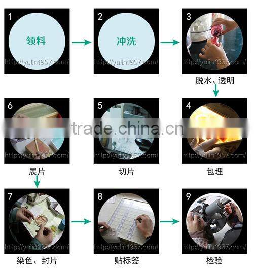 College and University Preparation Human Educational Pathology Slides