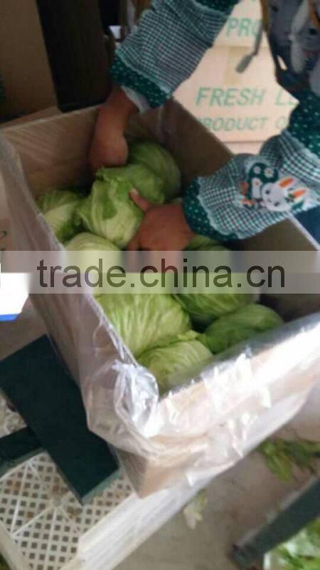 fresh lettuce for sale good quality