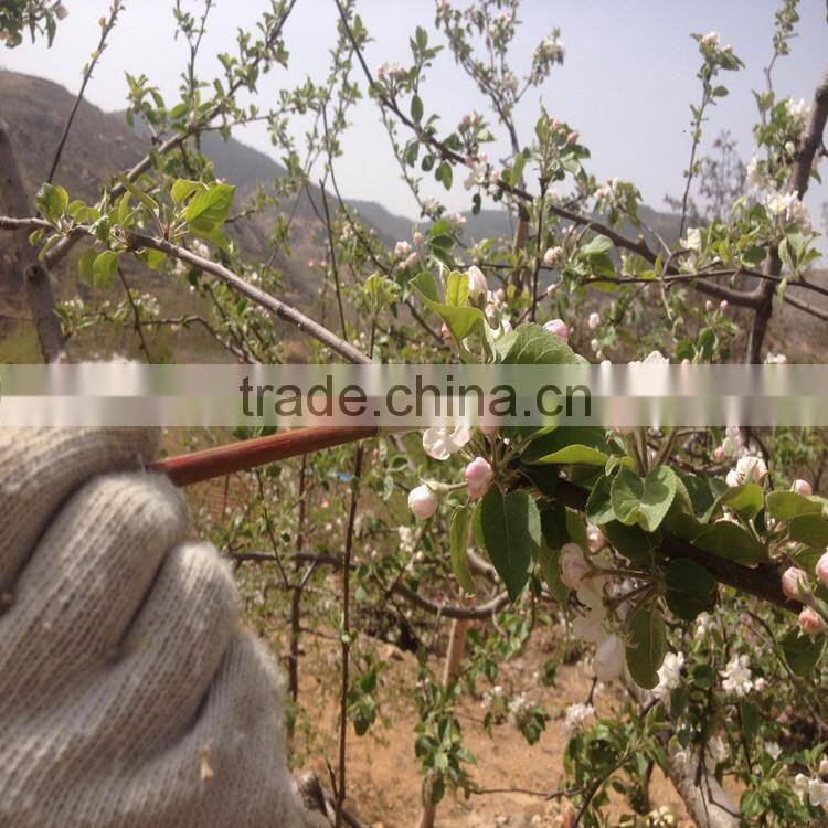 chinese red fuji apple